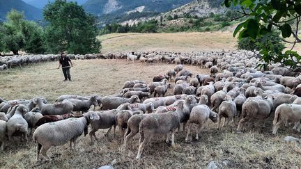 Le troupeau de Jean-Baptiste, dans les Alpes-de-Haute-Provence, en juillet 2022. (AGATHE MAHUET / RADIO FRANCE)