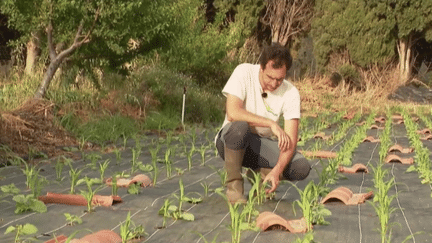 Agriculture : des techniques alternatives moins gourmandes en eau