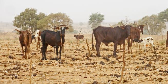 Parcage d’un troupeau de zébus sur un champ de mil à Bagoua (Niger, 2009).  (Pierre Hiernaux, Author provided)