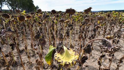 Un champs de tournesols, dans le Gard, le 20 août 2019.&nbsp; (PASCAL GUYOT / AFP)