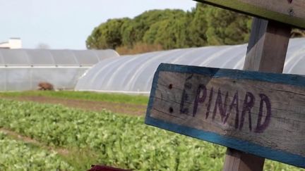 Cuisine : les épinards, l'or vert des assiettes en hiver (France 2)