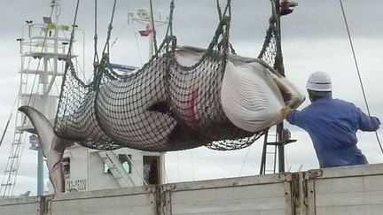 Une baleine de Minke p&ecirc;ch&eacute;e par un navire japonais, au nord du Japon, le 6 septembre 2013. ( NEWSCOM / SIPA )