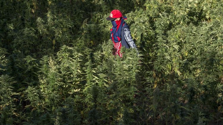 Un agriculteur masqué marche dans un champ de cannabis près de la ville de Ketama, dans le nord du Rif au Maroc, le 12 septembre 2017. (FADEL SENNA / AFP)