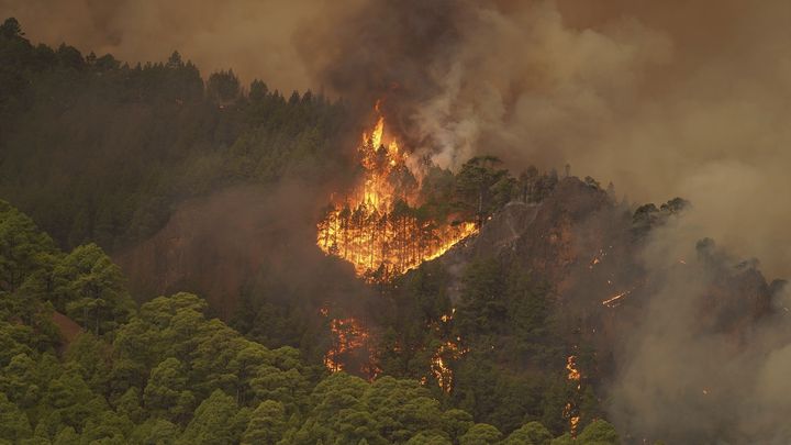 Un incendie grignote la forêt de l'île de Tenerife, aux Canaries (Espagne), le 16 août 2023. (EUROPA PRESS / ASSOCIATED PRESS)