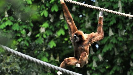 Indonésie : Aurélien Brulé, le Français qui sauve les gibbons