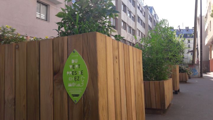 L'opération&nbsp;"Du vert près de chez vous" a inspiré le projet de bacs à fleurs dans le 11e arrondissement de Paris (RADIO FRANCE / JULIA BLANCHETON)