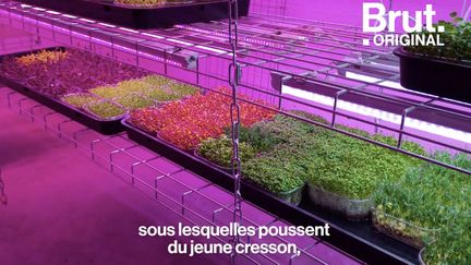 Faire pousser des légumes dans les sous-sols parisiens, c'est le projet de La Caverne. C'est bio, c'est local et ça ressemble à ça.