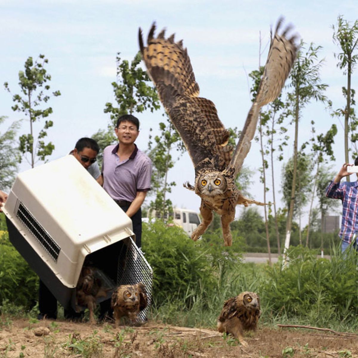 Un hibou hante une municipalité des Pays-Bas - Sciences et Avenir