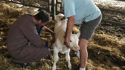 Un vétérinaire pendant ses visites, à Bressuire dans le nord des Deux-Sèvres, 18 août 2023. (CAMILLE MARIGAUX)