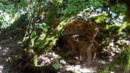 Le lynx est bien de retour en Côte d'Or.&nbsp;Une récente vidéo montre, pour la première fois, que les félins se sont reproduits. (FRANCE 3)