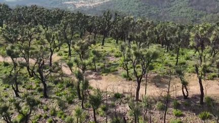 Patrimoine : le massif des Maures renaît de ses cendres