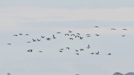 Animaux : les grues cendrées s'aventurent au nord de l'Allemagne