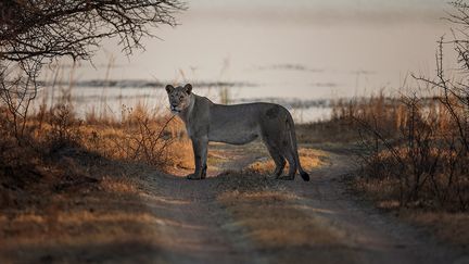 Dans le Gauteng, une province située au nord, les amoureux de la nature qui normalement se rendent dans des parcs plus grands hors du pays, se sont précipités à la réserve animalière de Dinokeng. Cet endroit est la seule réserve animalière d’Afrique du Sud a hébergé les fameux Big Five&nbsp;: buffles, éléphants, léopards, lions et rhinocéros.&nbsp; &nbsp; (MICHELE SPATARI / AFP)