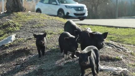 À Marignane, la prolifération de cochons sauvages en ville devient "ingérable"