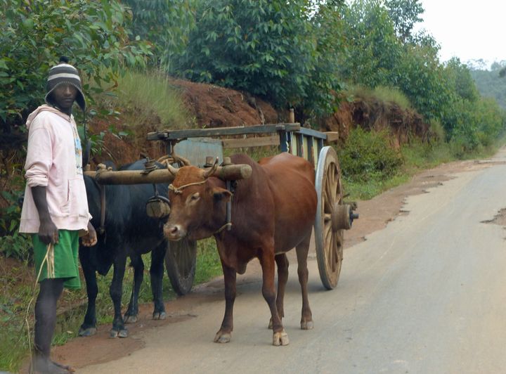 Sur une route de campagne à une vingtaine de kilomètres d'Antananarivo en mars 2019. (FTV - Laurent Ribadeau Dumas)