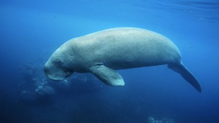 Un dugong nage dans les eaux de Nouvelle-Calédonie, le 20 octobre 2015. (AFP)