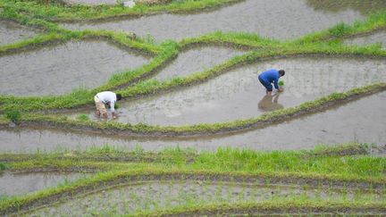 Une rizière dans la province du Hunan en Chine, le 24 mai 2018. (XUE YUGE / XINHUA)