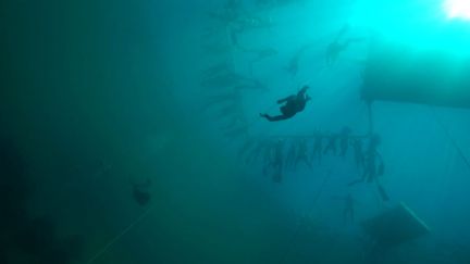 Le plongeur William Trubridge, le 2 mai 2016 aux Bahamas lors de son record du monde. (VB FREEDIVING / YOUTUBE)