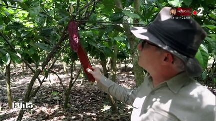 VIDEO. Mexique : l'un des plus anciens cacaos de la planète sauvé par un maître-chocolatier français