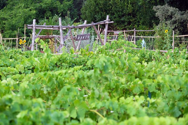 Les adhérents de l'Oasis citadine cultivent une parcelle vigne, un grand potager, s'occupent de ruches...&nbsp; (ISABELLE MORAND / DIDIER HIRSCH / RADIO FRANCE / FRANCE INFO)