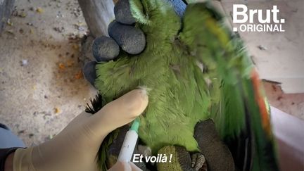 VIDEO. Dans les zoos de France, des milliers d'oiseaux se font vacciner face au retour de la grippe aviaire (BRUT)