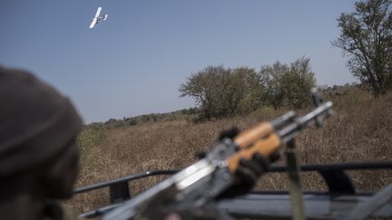 Un garde forestier regarde un avion survoler un troupeau d'éléphants dans le parc national de la Pendjari dans le nord du Bénin, en janvier 2018. (STEFAN HEUNIS / AFP)