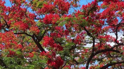 Leur floraison est spectaculaire et annonce l'arrivée de la période des fêtes de fin d'année sur l'île de la Réunion. Les flamboyants se parent de rouge.