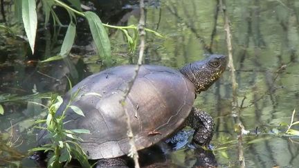 Biodiversité : de nombreuses espèces menacées dans les zones humides de la Brenne (FRANCE 2)