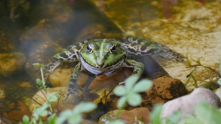 Grenouille verte (Jardin de Marie Marcat). (ISABELLE MORAND / RADIO FRANCE / FRANCE INFO)