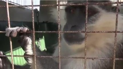 Liban : un singe fugueur escorté par l'ONU