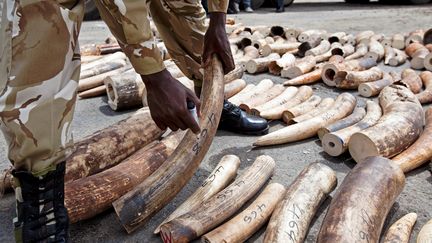 Aux portes de Mombasa, au Kenya, un ranger montre de l'ivoire saisi, le 8 octobre 2013. (IVAN LIEMAN / AFP)