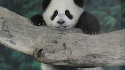 Yuan Zai, le premier panda n&eacute; au zoo de Taiwan joue dans son enclos, le 6 janvier 2014. (MANDY CHENG / AFP)