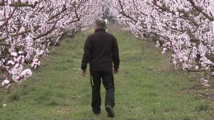 Le printemps semble être en avance cette année en France. Un plaisir pour les vacanciers, mais surtout une inquiétude pour les arboriculteurs qui se questionnent sur leurs prochaines récoltes. (France 2)