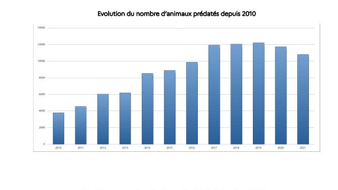 Le nombre d'animaux chassés par le loup marque un léger recul tout en restant à un niveau élevé, selon les derniers chiffres officiels. (PREFECTURE DE LA REGION AUVERGNE-RHONE-ALPES)