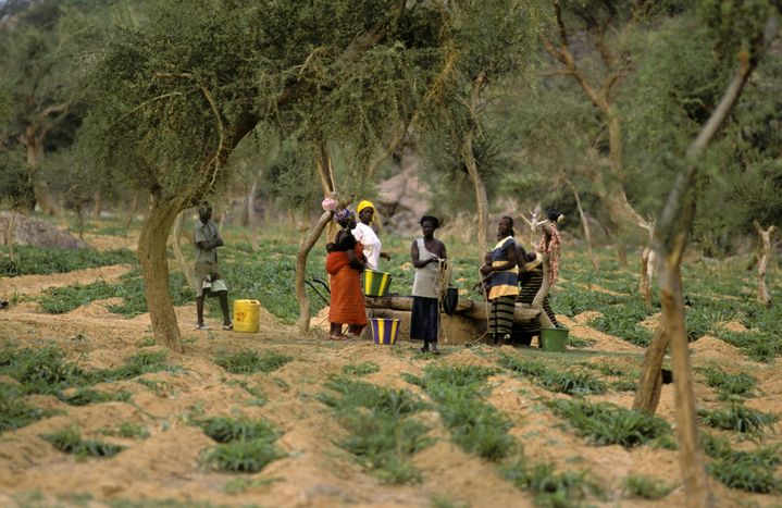 Des femmes autour d'un puits communal&nbsp;à Ibi,&nbsp;un village du pays dogon. Au cœur du Mali, l'eau permet de cultiver le mil. (PHILIPPE ROY / PHILIPPE ROY)