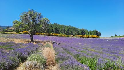 Des champs de lavande en fleur en Vaucluse. (ADELE BOSSARD / RADIOFRANCE)