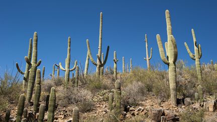 Des cactus dans le Parc national de Saguaro en Arizona, aux États-Unis, en 2016. (JEROME GORIN / MAXPPP)