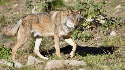 Un loup dans les Pyrénées, en 2021. (CLAUDE BALCAEN / BIOSPHOTO / AFP)