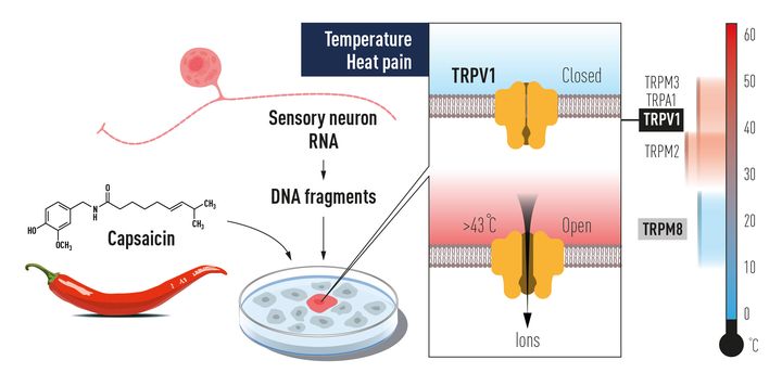 Le canal ionique, nommé "TRPV1", est notamment activé par les sources de chaleur douloureuses, (COMITE NOBEL)