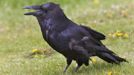 A Froidefontaine, pr&egrave;s de Belfort, en Franche-Comt&eacute;, Patricia vit un stress permanent en raison d'un corbeau qui l'a suivie et agress&eacute;e &agrave; deux reprises.&nbsp; (PAUL THOMPSON / PHOTOLIBRARY RM / GETTY)