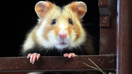 Un&nbsp;grand hamster d'Alsace, le 23 octobre 2012, à Elsenheim (Bas-Rhin). (MAXPPP)