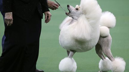 Un caniche participe &agrave; l'un des plus prestigieux concours canin au monde, le Westminster Kennel Club &agrave; New York (Etats-Unis), le 11 f&eacute;vrier&nbsp;2013. (MIKE SEGAR / REUTERS)