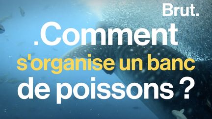 Ils sont souvent des centaines voire des milliers de poissons à être coordonnés comme dans un grand ballet sous-marin.