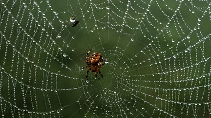 Une araignée et sa toile à Tancarville (Seine-Maritime). (JOEL SAGET / AFP)