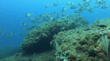 VIDEO. Réchauffement climatique : les températures élevées de la Méditerranée menacent la biodiversité