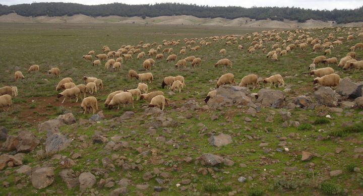 Troupeau d'ovins dans le voisinage d'une forêt de cèdres dans la région d'Azrou-Ifrane, au Maroc. (Photo/Abdenbi Zine El Abidine)