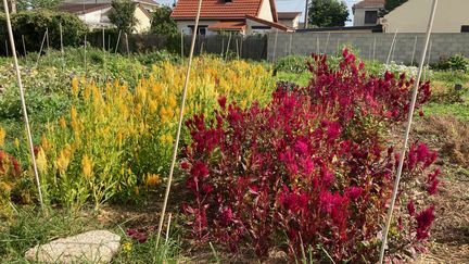 Participez à la Journée nationale de la fleur française