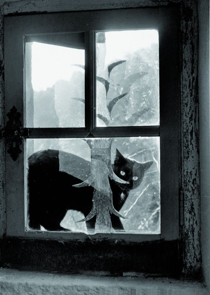 "Les chats" de Willy Ronis page 23
 (Ronis-Flammarion)