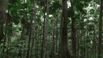 Australie : immersion dans la forêt tropicale ancestrale de Daindree (France 2)