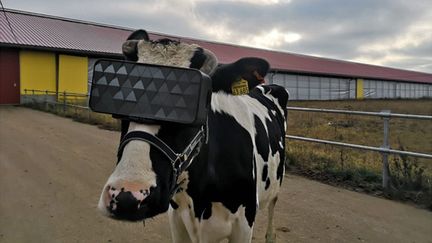 Expérience de réalité virtuelle menée&nbsp;à&nbsp;Ramensky (région de Moscou), en 2019. (MINISTERE DE L'AGRICULTURE DE LA REGION DE MOSCOU)